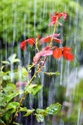 Let it rain, let it pour (Canon EOS 400D trial - 2)