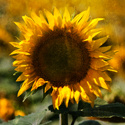 Sunflower season